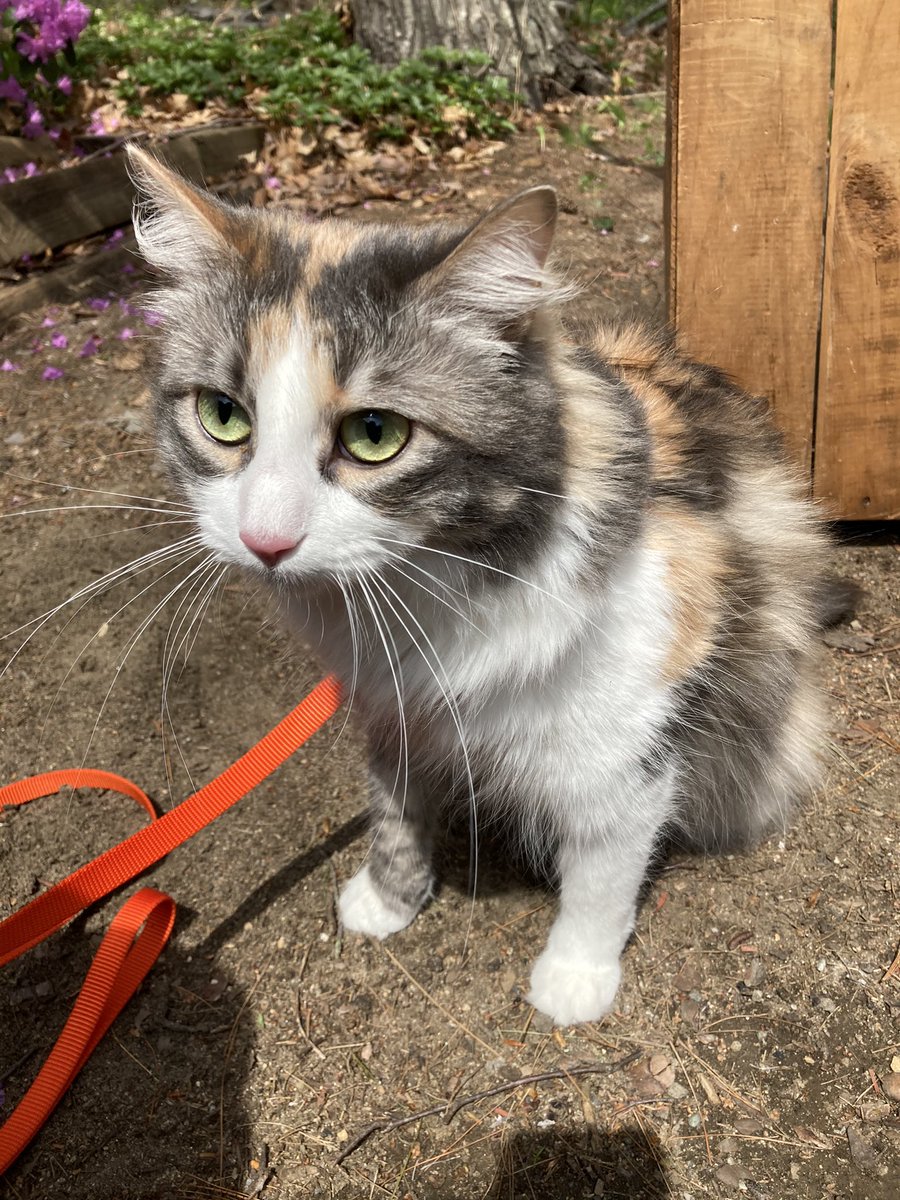 KittenTonks's tweet photo. image 1: fundamental right to inter(domicile?) travel is being unconstitutionally infringed per Substantive Due Process
image 2: oh shit what have i done
.
.
.
#CatsOfTwitter #LawTwitter #LawyerCat https://t.co/15IpYBjy14