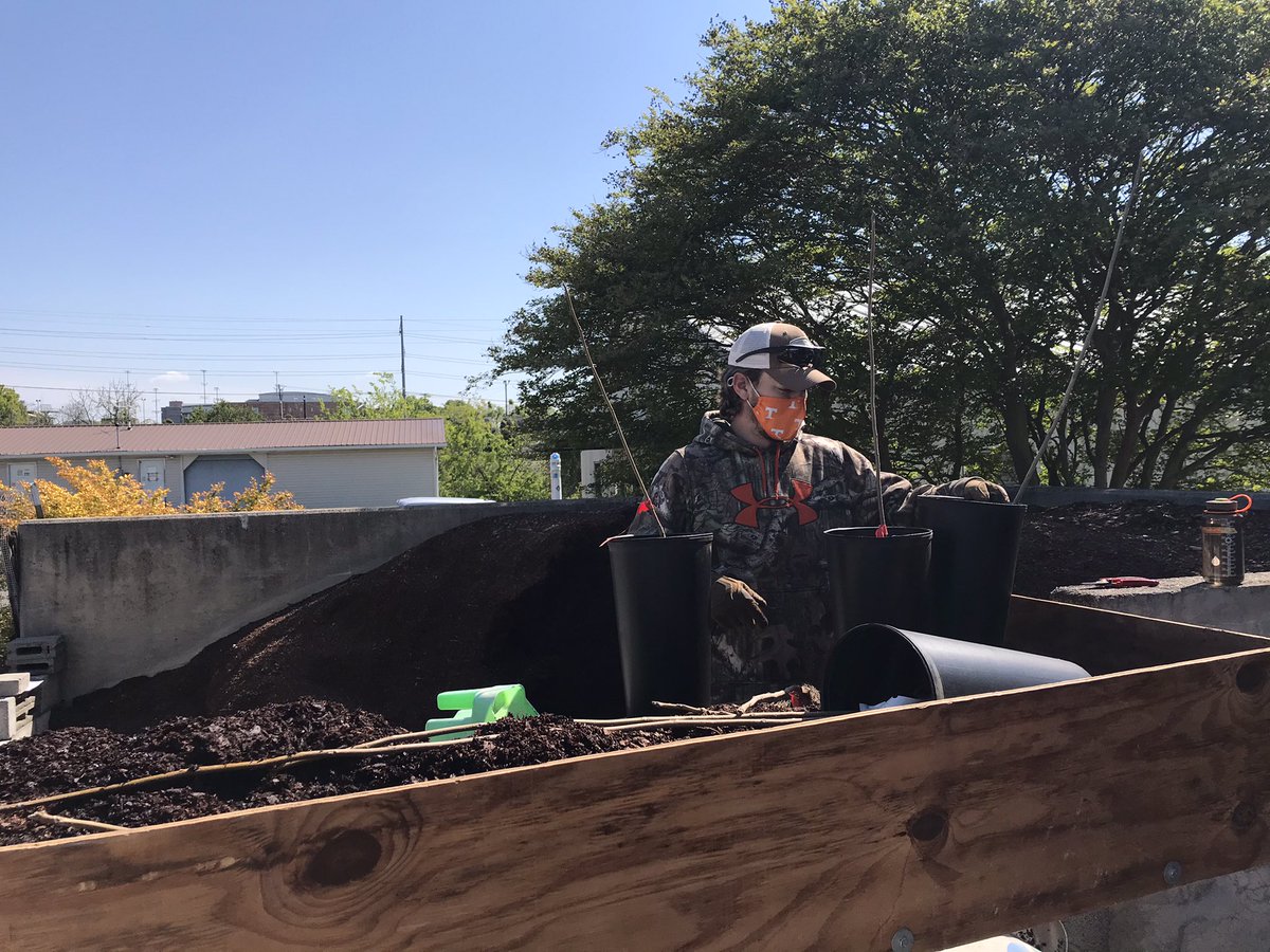 Dr. Denita Hadziabdic Guerry (@treehealthdoc) on Twitter photo In collaboration with <a href="/GinzelLab/">GinzelLab</a>, we started new experiments & planted #walnut trees for future #research related to #entomopathogen #biocontrol of #ThousandCankersDisease. Led by #postdoc Chris, with help of #undergraduate researchers Zane & Justin. #HadziabdicLab <a href="/epp_tn/">UT Entomology & Plant Pathology</a> In collaboration with <a href="/GinzelLab/">GinzelLab</a>, we started new experiments & planted #walnut trees for future #research related to #entomopathogen #biocontrol of #ThousandCankersDisease. Led by #postdoc Chris, with help of #undergraduate researchers Zane & Justin. #HadziabdicLab <a href="/epp_tn/">UT Entomology & Plant Pathology</a>