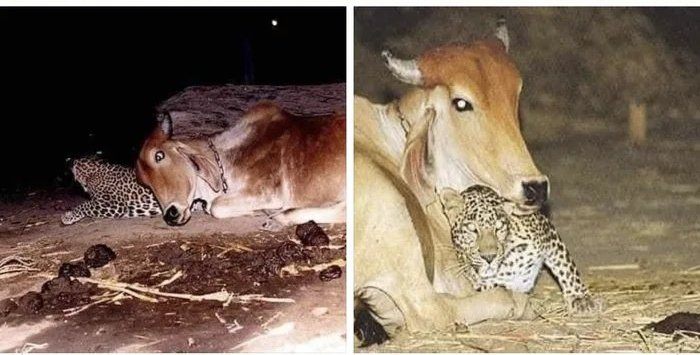 AnnaMar49841121's tweet photo. Samir Mouhssine
Toutes les nuits, ce léopard vient voir cette vache qui n'est autre que sa mère de substitution. Elle lui a fourni du lait lorsqu'il s'est retrouvé orphelin à l'âge de 20 jours. 😘☹🤗 https://t.co/lBIffVmMjF