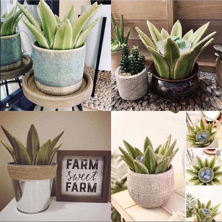 Do you have a Green Thumb? 

No, me either 🤣 This Aloe Vera Warmer is perfect for you too then! Add a base around it and you have an amazingly smelling plant that will never die! 
#scentsy #SmallBusiness #plant #warmer #warming #scent #fragrance #happy