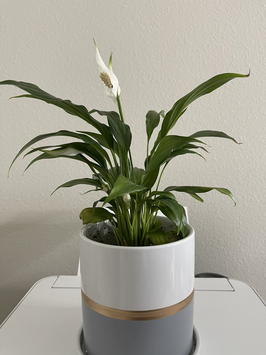 Not gonna lie I feel so like a proud plant parent

Yesterday vs Today