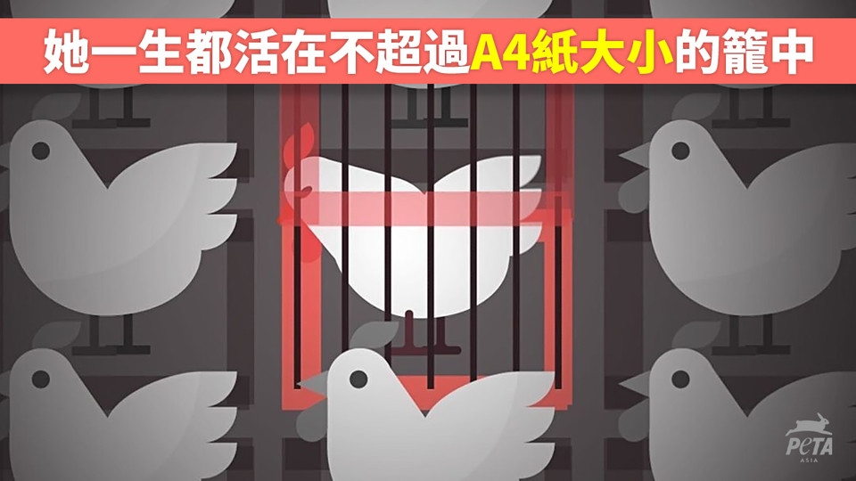 Peta 亞洲善待動物組織on Twitter 你能想像自己一輩子活在一個無法轉身的空間嗎 這就是養殖場裡被用來產蛋母雞的境況 每隻母雞都有獨特的個性並且能感受痛苦 但為了獲取她們的雞蛋 人類選擇了殘酷 Govegan Chicken Hens Egg Animalrights