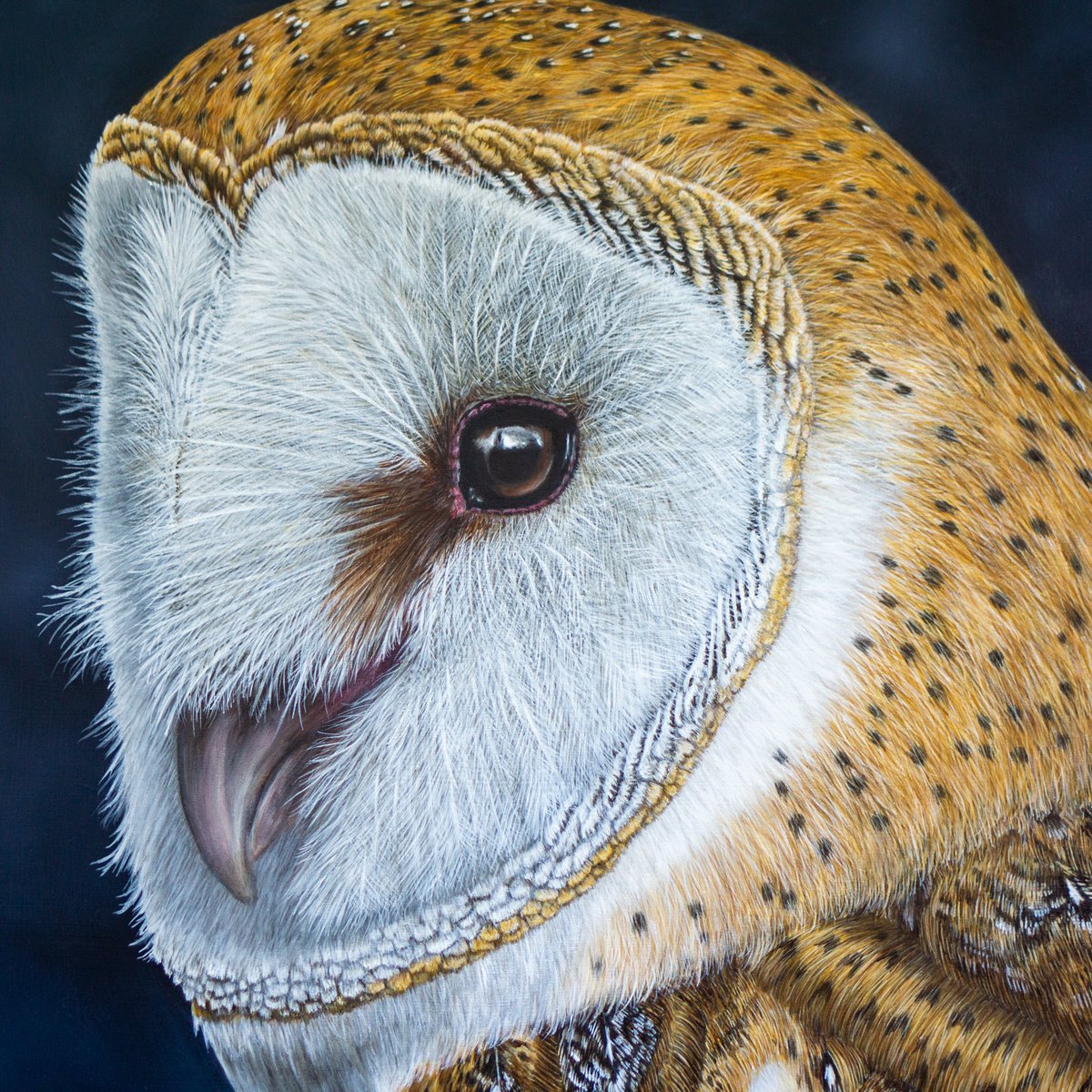 TheThrivingWild's tweet photo. Finished!! So happy to have my barn owl painting finished now. Yay! Such a stunning owl! 😍 Will be for sale in the webshop once dry &amp; framed but feel free to DM in meantime if interested. #barnowl (tyto alba), oils on A2 cradled board.
#oilpainting #owl #birdart #wildlifeart https://t.co/ka2cPN9i1S