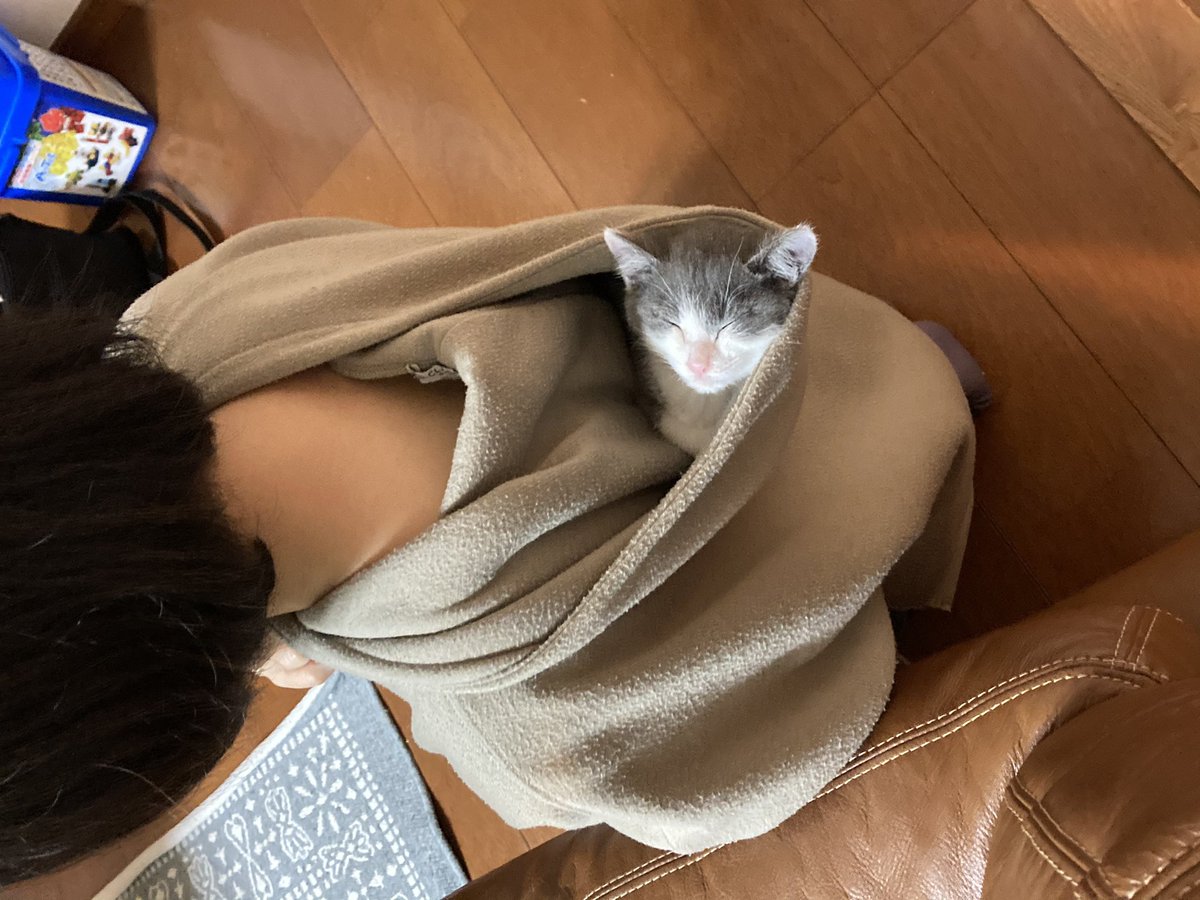 さっきのは子がおもしろがってフードに入れたんだけど それでフードを覚えたのか今座って作業してたらよじ登ってきてフードの中で寝てしまった 首が絞まる