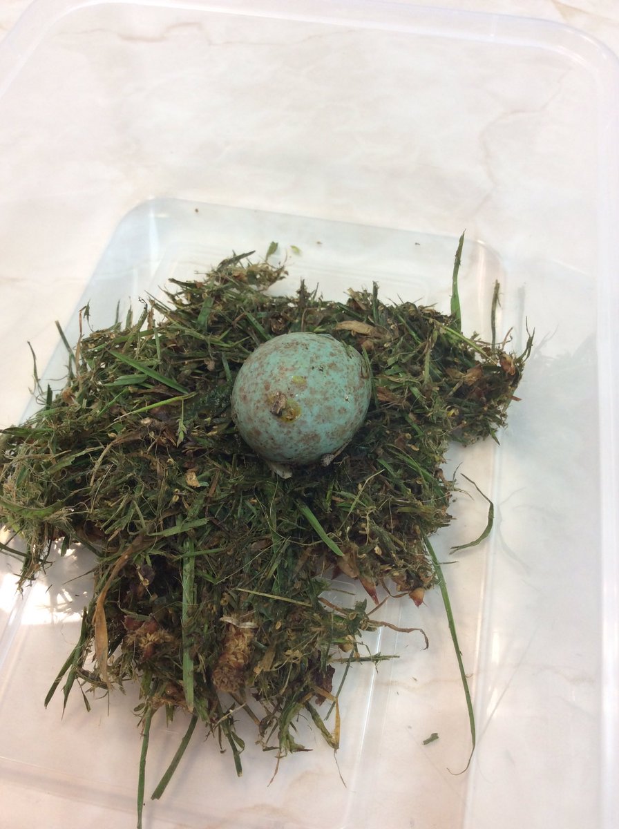 Look what we found during nature rangers! Anyone know what bird it comes from?