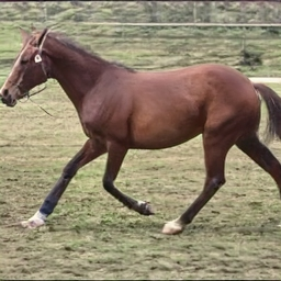 6/8Des chevaux (enfin, en principe ça doit ressembler à des chevaux, mais c'est pas toujours le cas...)  :  https://thishorsedoesnotexist.com/ 