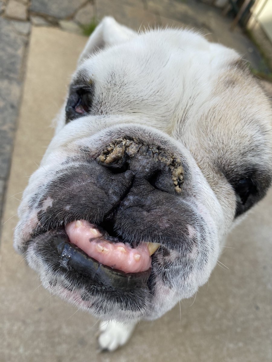 tweetsmoe's tweet photo. Cheesinโ with his crazy teeth! #churchill #foster #b2tr https://t.co/CkHLGsBppp