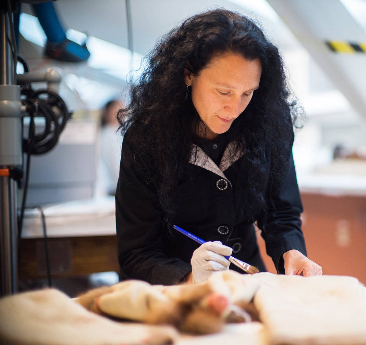 Happy #PreservationWeek! We are revisiting this HMSC Connects! #podcast interview with Judy Jungels, Conservator at the Peabody. Judy is responsible for preparing, protecting, & conserving the vast collection of artifacts. hmsc.harvard.edu/podcast. Image: Karen Philippi.