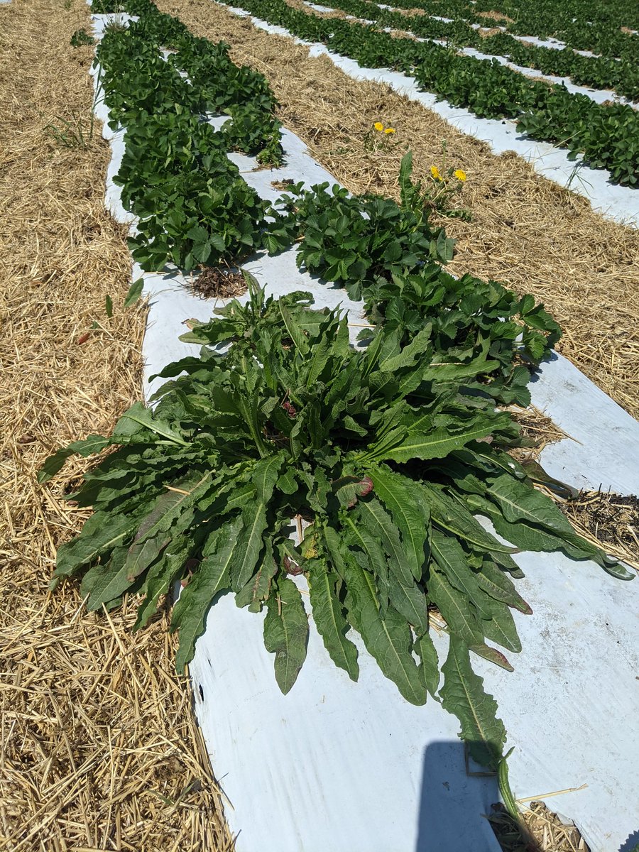 Had a great tour of Indiana  #strawberry farms yesterday thanks to  @PurdueHortExt's  @VeggieGuan. Here are some of the highlights: consistent troublesome weeds were perennial broadleaves dandelion, curly dock, and Canada thistle. 1/5 