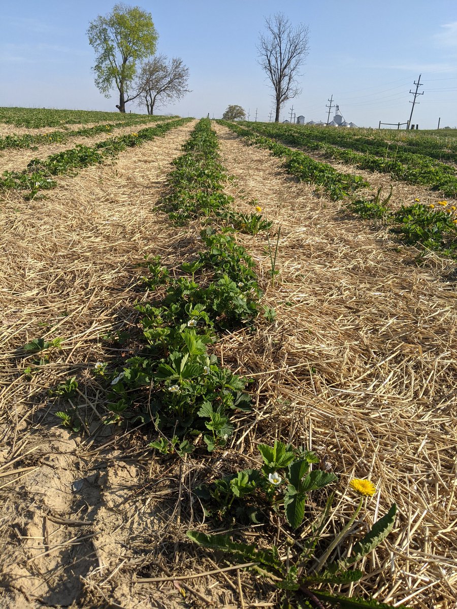 A post-harvest application of clopyralid went a long way in controlling these weeds, but hand-weeding was still required: 2/5