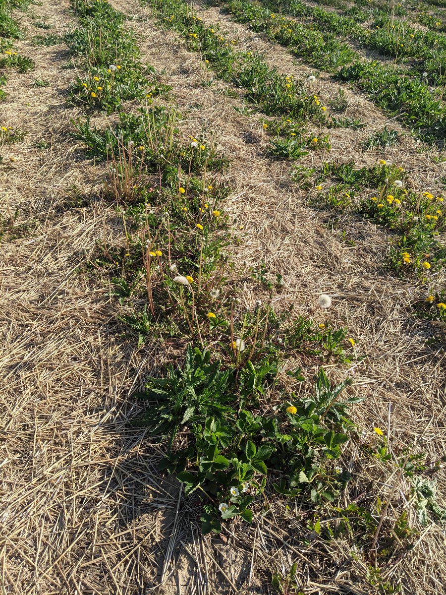 A post-harvest application of clopyralid went a long way in controlling these weeds, but hand-weeding was still required: 2/5