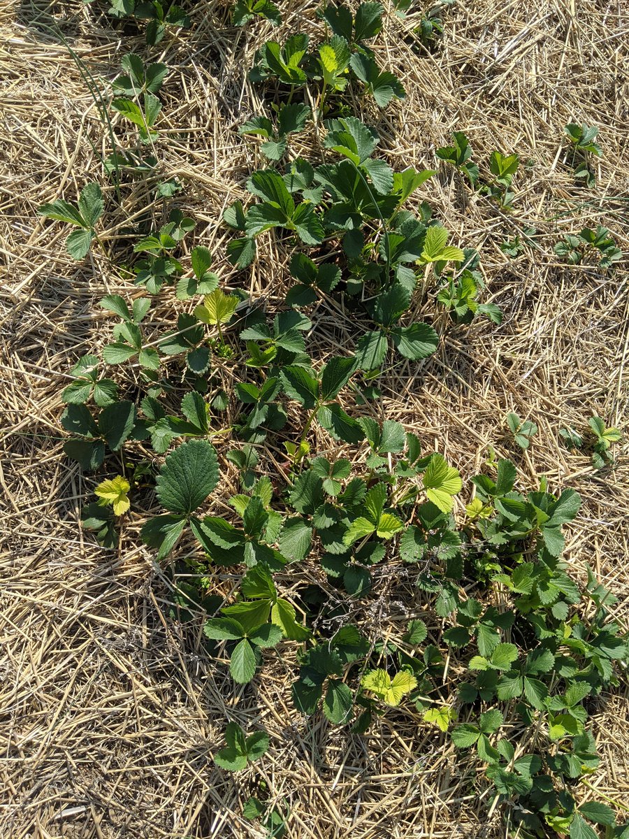 Occasional herbicide injury was observed from on-farm particle drift. The most visually striking injury was from glyphosate which results in its typical yellowing on the newest growth: 4/5