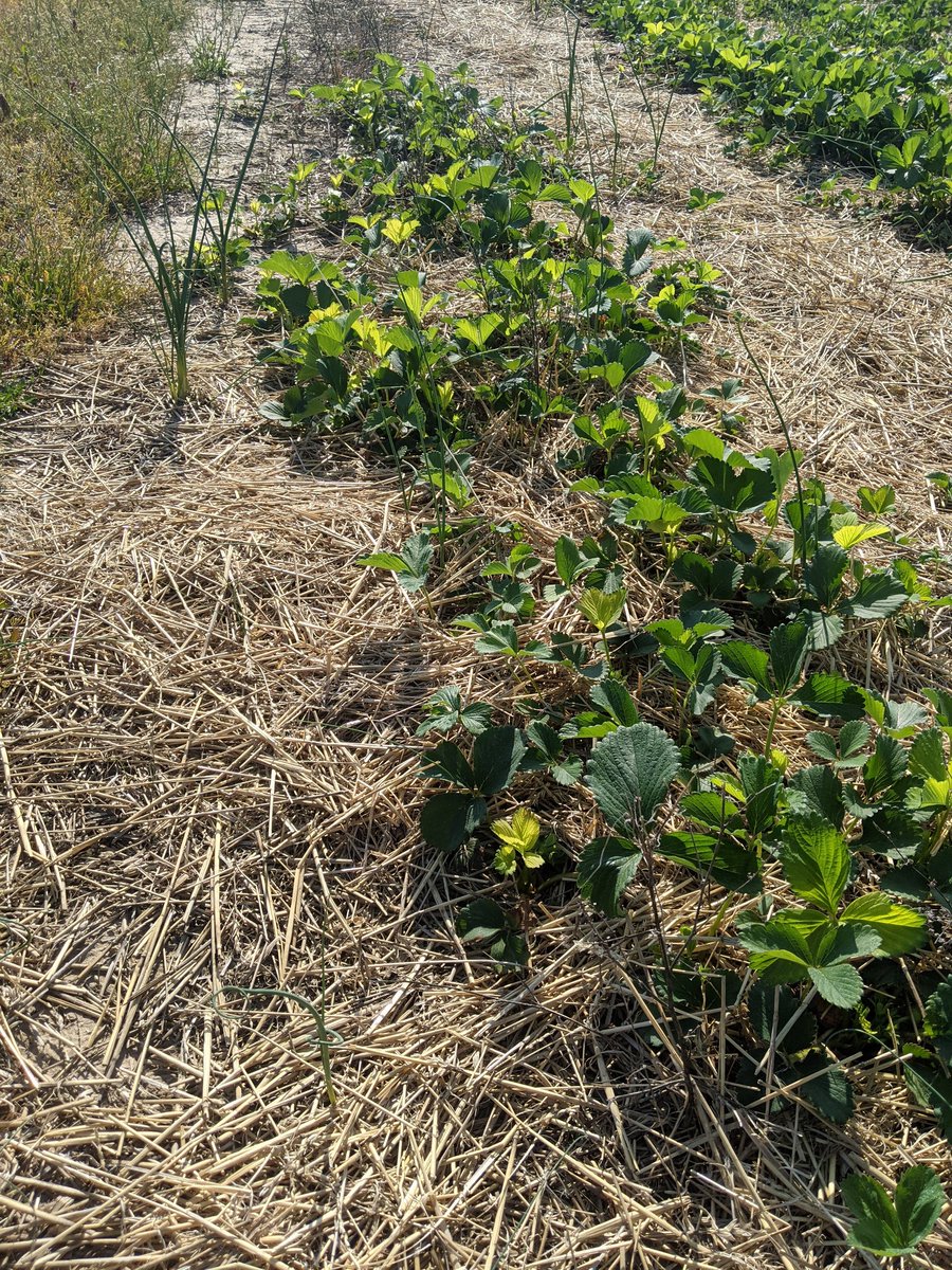 Occasional herbicide injury was observed from on-farm particle drift. The most visually striking injury was from glyphosate which results in its typical yellowing on the newest growth: 4/5