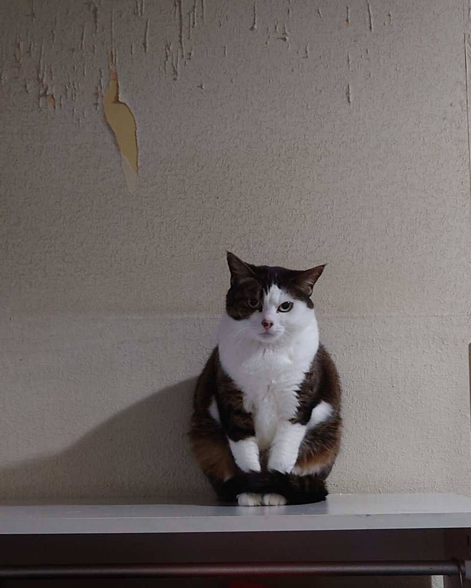 なつかない猫