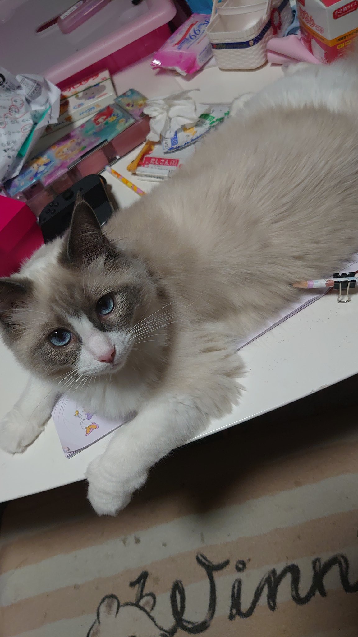 邪魔するねこ Twitter Search Twitter