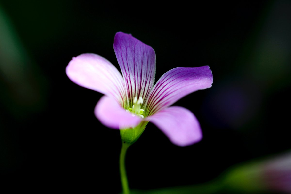 сельдерей сиреневый. сальвия амистад. дикие цветы. растение с фиолетовыми цветами. фиолетовые стебли.