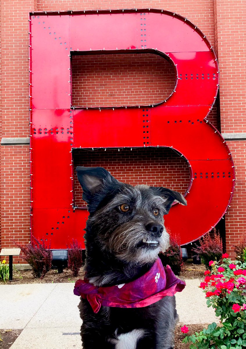 soulardpup's tweet image. B is for buschhhhhhhhhhhhhhh #BuschCTOcontest