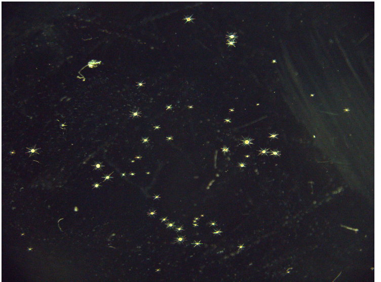 JoostMansour's tweet photo. Always fun to see so many #Acantharia... #TinyPrettyThings #protist 😁
Which #constellation can we imagine in these biological stars?
@mixotrophs @protistologists https://t.co/AWVGZaHsQi