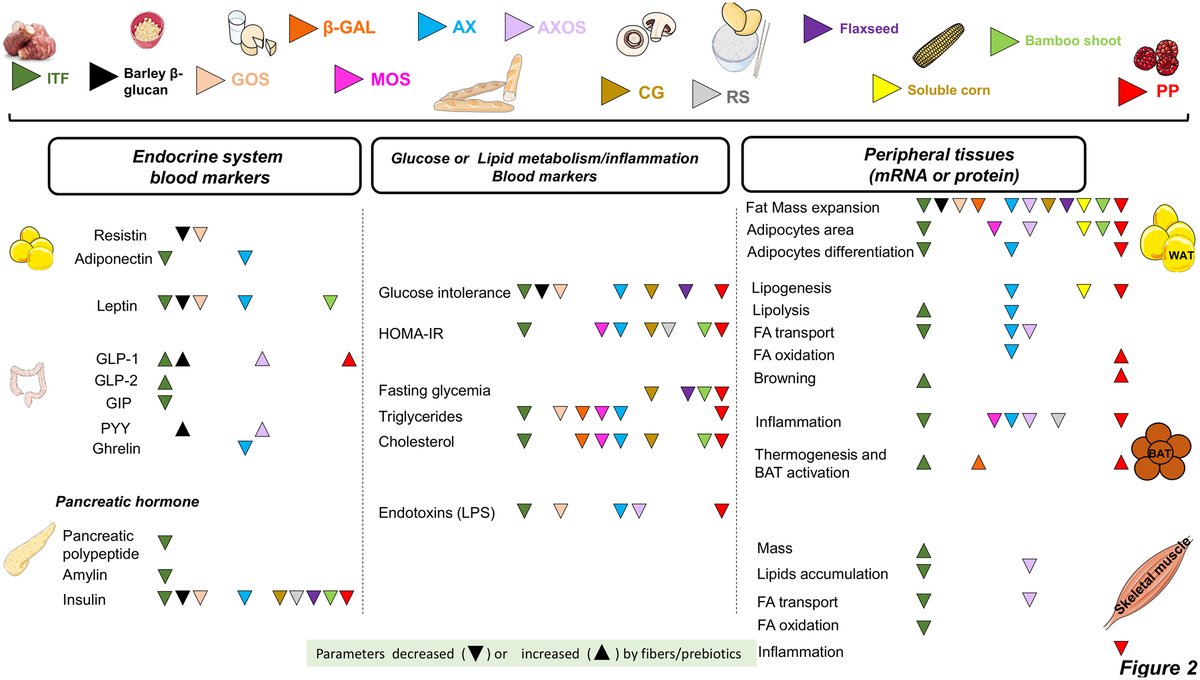 Journal of Molecular Endocrinology (@jmolendo) on Twitter photo J Rodriguez (<a href="/JulieRdz1213/">Rodriguez julie</a> ) & N Delezenne (<a href="/ndelzenne/">Nathalie Delzenne</a>) discuss mechanisms for prebiotics, using the #Gutmicrobiome and #endocrine functions to modulate communication between the gut, adipose tissue and skeletal muscle <a href="/Soc_Endo/">Society for Endo</a> ow.ly/uHqh30rF7pb J Rodriguez (<a href="/JulieRdz1213/">Rodriguez julie</a> ) & N Delezenne (<a href="/ndelzenne/">Nathalie Delzenne</a>) discuss mechanisms for prebiotics, using the #Gutmicrobiome and #endocrine functions to modulate communication between the gut, adipose tissue and skeletal muscle <a href="/Soc_Endo/">Society for Endo</a> ow.ly/uHqh30rF7pb