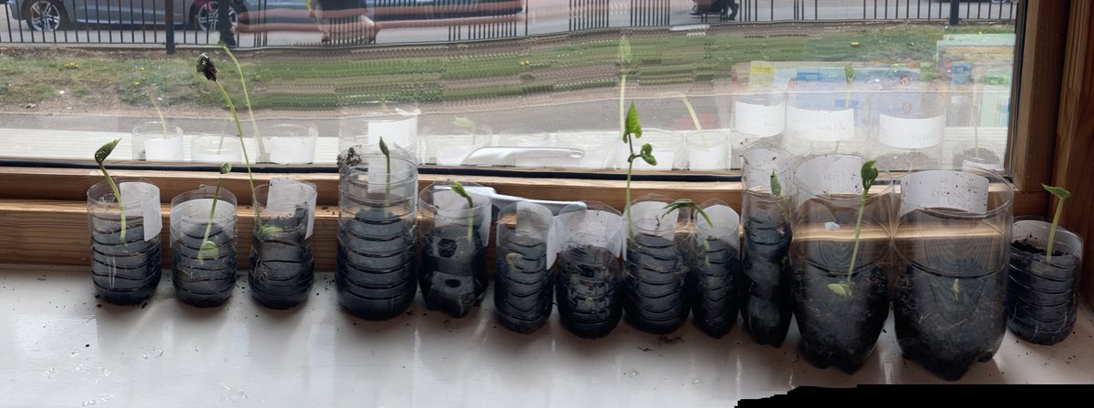Mrs Smith (@mrssmithclifton) on Twitter photo Year 2 are growing runner beans this half term, it’s going well so far! 🌱 <a href="/CliftonPrim/">CliftonPrimary</a> @MissShafiq_1 @MissHuntClifton <a href="/MissRoachford/">Miss A Roachford</a> <a href="/Miss_Hitchcock/">Mrs Sercombe</a> <a href="/MrPowerClifton/">Mr Power</a> <a href="/SportAtClifton/">Mr Lamprey</a> <a href="/GWandShows/">BBC Gardeners World</a> <a href="/TheMontyDon/">Monty Don</a> Year 2 are growing runner beans this half term, it’s going well so far! 🌱 <a href="/CliftonPrim/">CliftonPrimary</a> @MissShafiq_1 @MissHuntClifton <a href="/MissRoachford/">Miss A Roachford</a> <a href="/Miss_Hitchcock/">Mrs Sercombe</a> <a href="/MrPowerClifton/">Mr Power</a> <a href="/SportAtClifton/">Mr Lamprey</a> <a href="/GWandShows/">BBC Gardeners World</a> <a href="/TheMontyDon/">Monty Don</a>