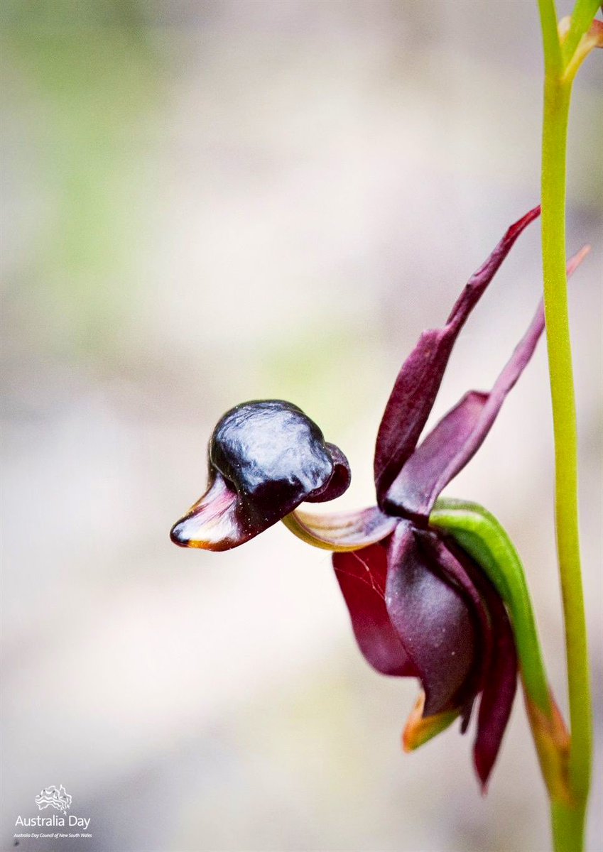 RT @ricis_angel: I adore this orchid so much that look like duck! It’s flying duck orchid! https://t.co/drfU9v9tkV