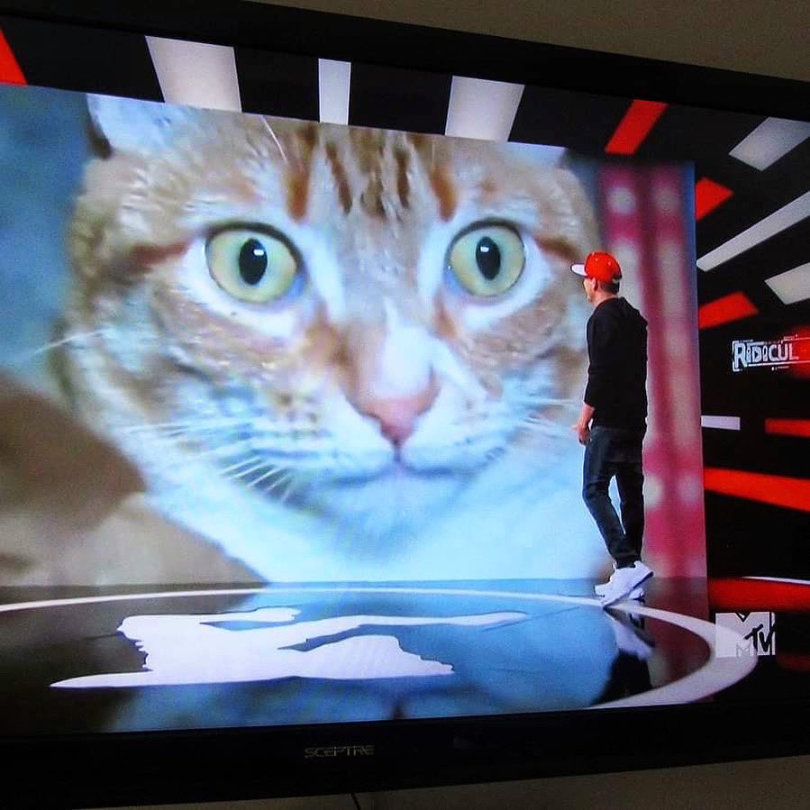 Way back when Marmalade was on MTV 📺😼

#WayBackWednesdays #CatMindBlown #coleandmarmalade #mtv #ridiculousness