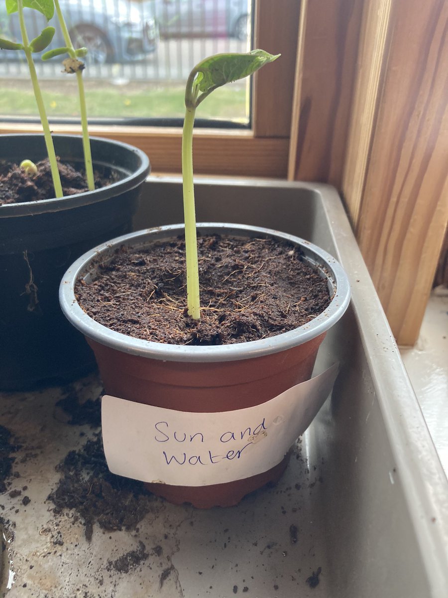 Mrs Smith (@mrssmithclifton) on Twitter photo I think our year 2 investigation is going a little too well! <a href="/CliftonPrim/">CliftonPrimary</a> <a href="/MrPowerClifton/">Mr Power</a> @MissHuntClifton @MissShafiq_1 <a href="/MissRoachford/">Miss A Roachford</a> <a href="/Miss_Hitchcock/">Mrs Sercombe</a> <a href="/GWandShows/">BBC Gardeners World</a> <a href="/TheMontyDon/">Monty Don</a> I think our year 2 investigation is going a little too well! <a href="/CliftonPrim/">CliftonPrimary</a> <a href="/MrPowerClifton/">Mr Power</a> @MissHuntClifton @MissShafiq_1 <a href="/MissRoachford/">Miss A Roachford</a> <a href="/Miss_Hitchcock/">Mrs Sercombe</a> <a href="/GWandShows/">BBC Gardeners World</a> <a href="/TheMontyDon/">Monty Don</a>