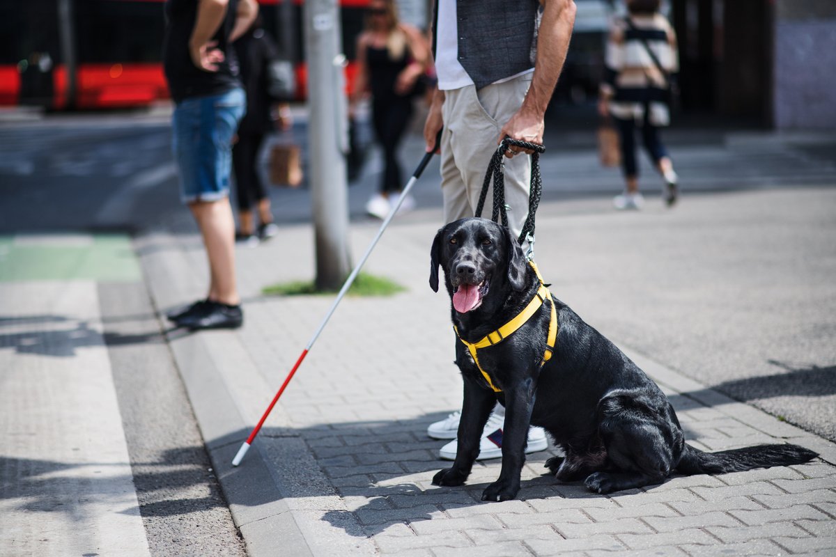 CDC_NCEZID's tweet image. Guide dogs are a great example of how animals can benefit human health 🐕 If you meet a guide dog, make sure not to touch, talk to, or distract the dog when it’s wearing a harness or vest. bit.ly/hphpdogs #OneHealth #GuideDogDay