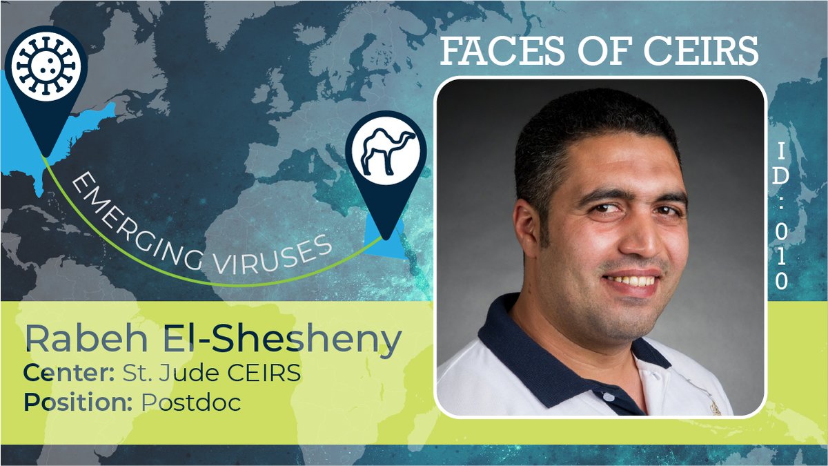 Virologist @Rabehelshesheny has been working on coronaviruses since before it was cool! His work spans decades, continents, and species, earning him an Egyptian State Encouragement Prize. Check out his most recent paper: loom.ly/WhhJf7c

#FacesOfCEIRS
