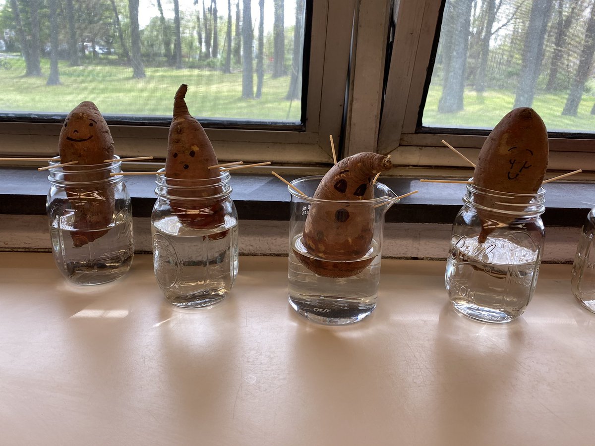 Today’s root lab was so much fun! What do you predict will happen to our potatoes? 🥔