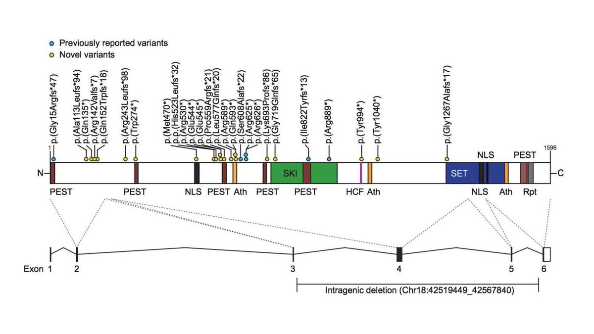 New paper! Comprehensive overview of speech &amp; language deficits due to loss-of-function variants of SETBP1, a gene that we previously implicated in childhood apraxia of speech. nature.com/articles/s4143…
Read it for free here: rdcu.be/cjud0