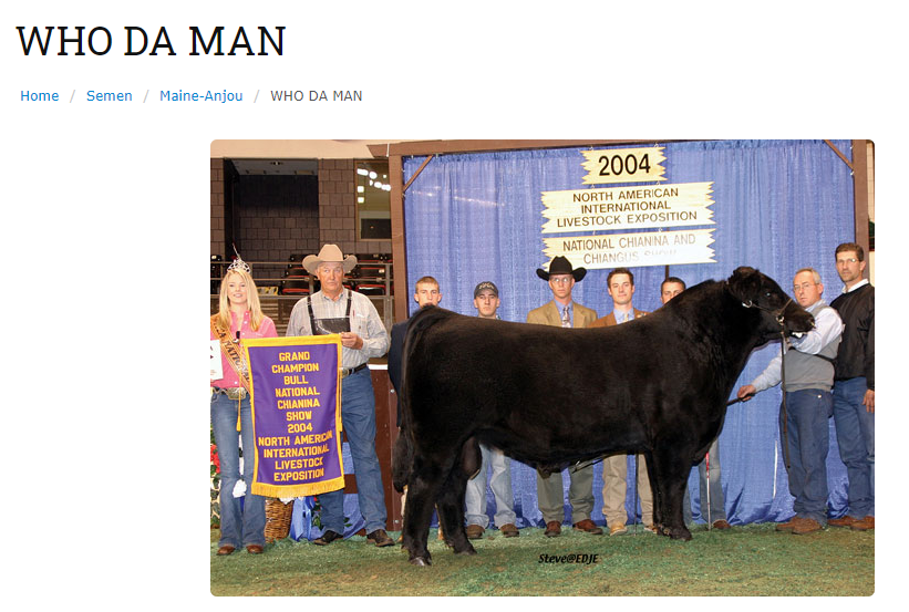 I love show cattle catalogue sites racehorse names are good but these cows always have insane names