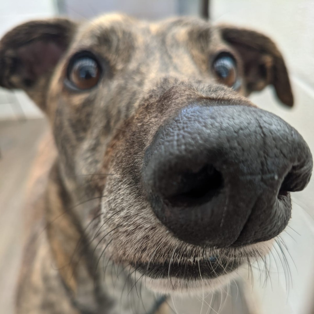 Today marks a real advancement for animal welfare! The maximum sentence for animal cruelty offences has been increased from 6 months to 5 years. 
Congratulations to our colleagues &amp; supporters across the animal welfare sector who have campaigned so hard for this.
#FinnsLawPart2