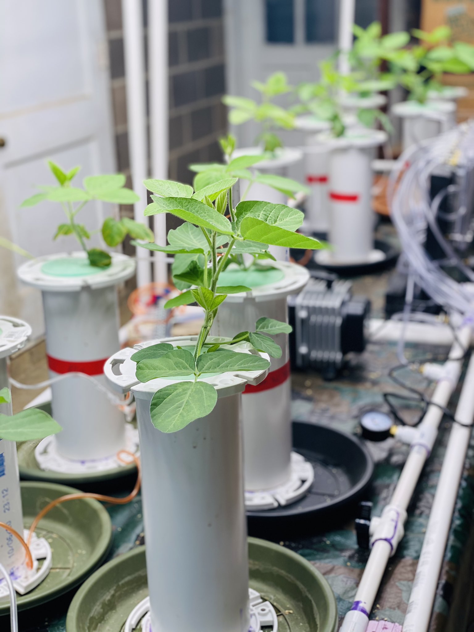 Avat on Twitter "Our hydroponic system is ready at WTREC. to