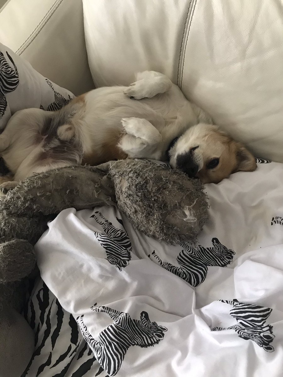 kimbochambers's tweet photo. Got the three of em today - But #FredButler will always be my number one mutt 🐶 Such a character 💙 https://t.co/r2pXUUuWJ7
