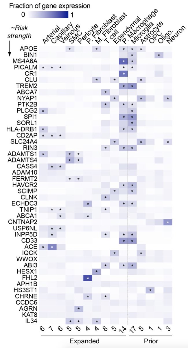 Tony Wyss-Coray (@wysscoray) on Twitter photo Congrats <a href="/andcyang/">Andrew C. Yang</a> RyanVest <a href="/fabiankern13/">Fabian Kern 🦋 @fabianmkern</a> to human brain vascular map & role in AD in collaboration with @SiegenthalerLab and Andreas Keller biorxiv.org/content/10.110…. Discovered 2 types of pericytes, one differentially lost in AD, PV fibroblast types & tie AD GWAS to vasculature Congrats <a href="/andcyang/">Andrew C. Yang</a> RyanVest <a href="/fabiankern13/">Fabian Kern 🦋 @fabianmkern</a> to human brain vascular map & role in AD in collaboration with @SiegenthalerLab and Andreas Keller biorxiv.org/content/10.110…. Discovered 2 types of pericytes, one differentially lost in AD, PV fibroblast types & tie AD GWAS to vasculature