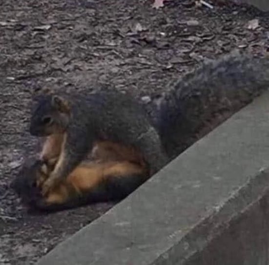 Imágenes para enviar y decir "nosotros" tweet media