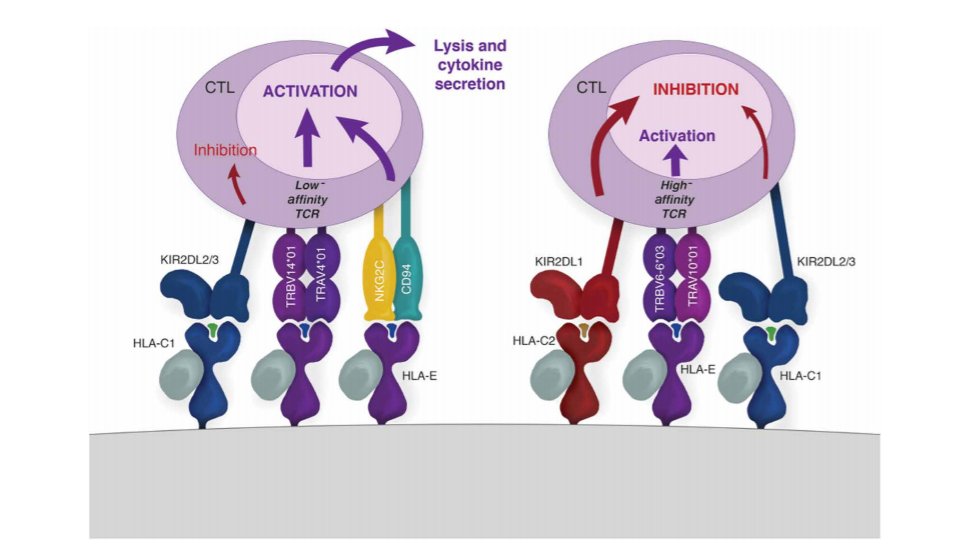 ScienceMagazine's tweet photo. Scientists now have a clearer picture of how T cells differentiate between self-antigen and foreign antigens, highlighting the role of NK cell receptors in helping T cells fight #viruses and prevent #autoimmunity. Learn more in @SciImmunology: https://t.co/6dvRWxfo0T https://t.co/Gn1fS3TqKp