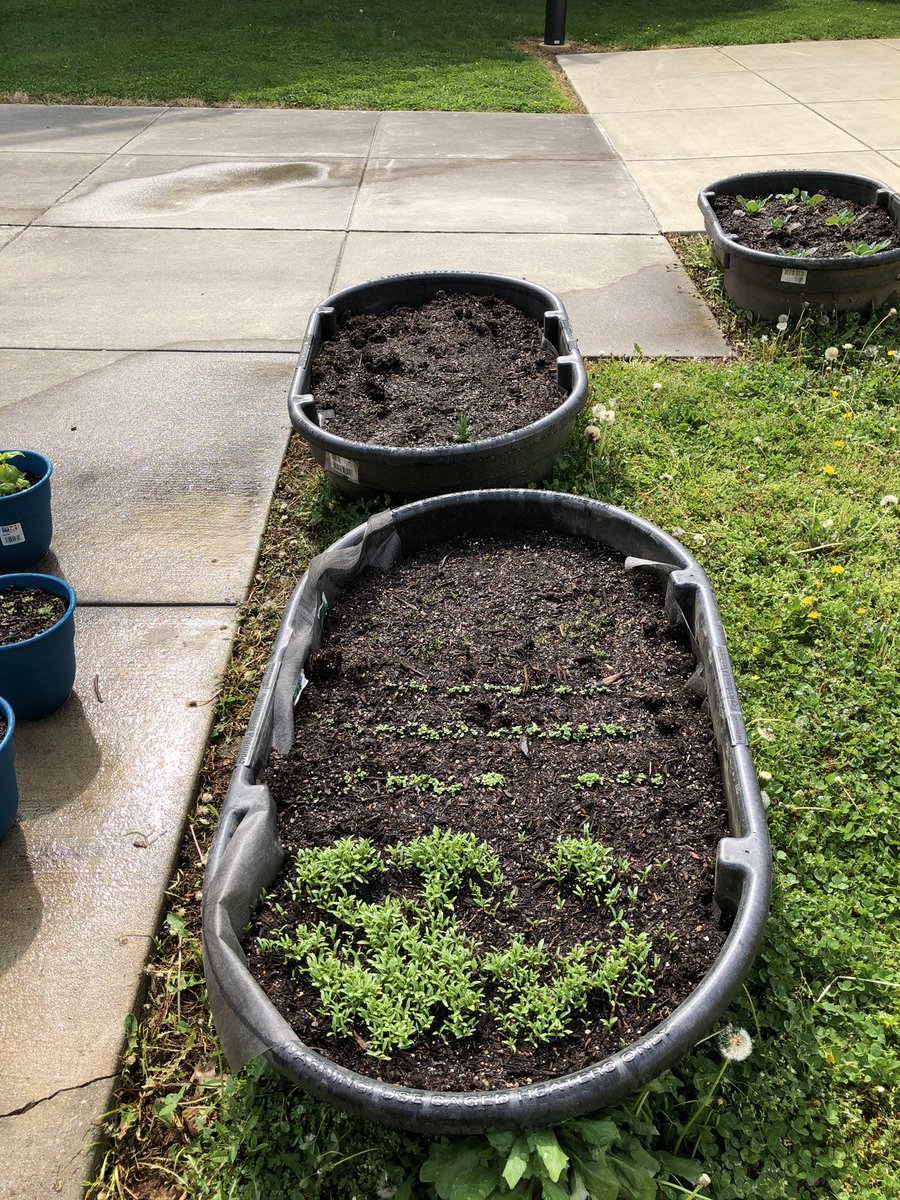 Raised beds are in! 2 beds are growing 2 are waiting for their plants!  Thank you <a href="/YCA4L/">Kevin @ YCAL</a> and West York Foundation for helping to make this happen #wyproud