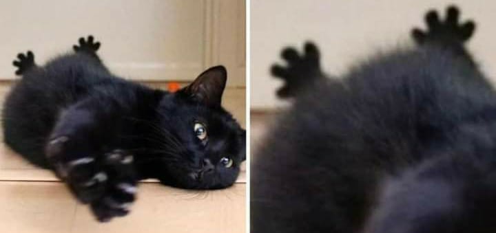 contents that ll heal your depression 🌻 (@catshealdeprsn) on Twitter photo 