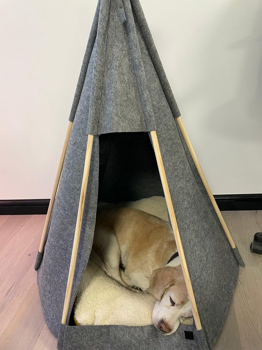 The new bed has arrived and he loves it ♥️