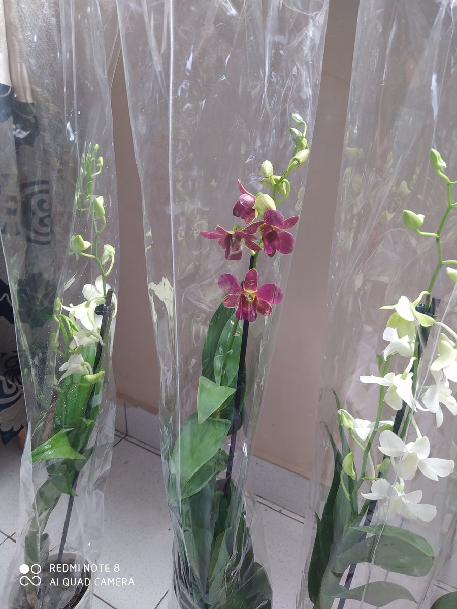 Leidys 🌻 (@eleinsfran) on Twitter photo Orquideas variedad Denphales blancas
2x100.000 gs
0991 210 020
Especial para regalar a alguien más especial 😍😍⭐⭐
De paso en Instagram @tierraactivapy
Un rt porfis 🙏🙏
<a href="/carlosturrini/">Carlos Turrini</a> <a href="/gabisosatorras1/">Gabi</a> <a href="/seballano/">Sebastian Llano</a> <a href="/el_sabanas/">TITO. El señor de las sabanas</a> <a href="/bluemonkeypops/">卩ㄖ卩 丂卩丨几 (👤 🐵🍭)</a> Orquideas variedad Denphales blancas
2x100.000 gs
0991 210 020
Especial para regalar a alguien más especial 😍😍⭐⭐
De paso en Instagram @tierraactivapy
Un rt porfis 🙏🙏
<a href="/carlosturrini/">Carlos Turrini</a> <a href="/gabisosatorras1/">Gabi</a> <a href="/seballano/">Sebastian Llano</a> <a href="/el_sabanas/">TITO. El señor de las sabanas</a> <a href="/bluemonkeypops/">卩ㄖ卩 丂卩丨几 (👤 🐵🍭)</a>