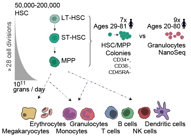 Haematopoietic stem cells (HSCs) divide rarely (~once per year), but sustain an enormous production of blood cells thanks to the high proliferation of intermediate progenitors. Given estimates of division rates, we expected many more mutations in granulocytes than HSCs. 7/