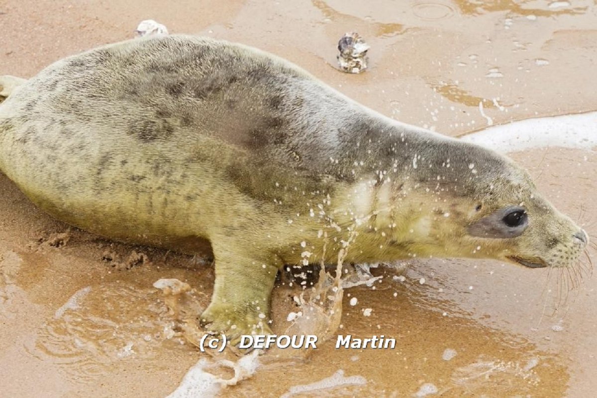 KV Diksmuide Oostende tweet media