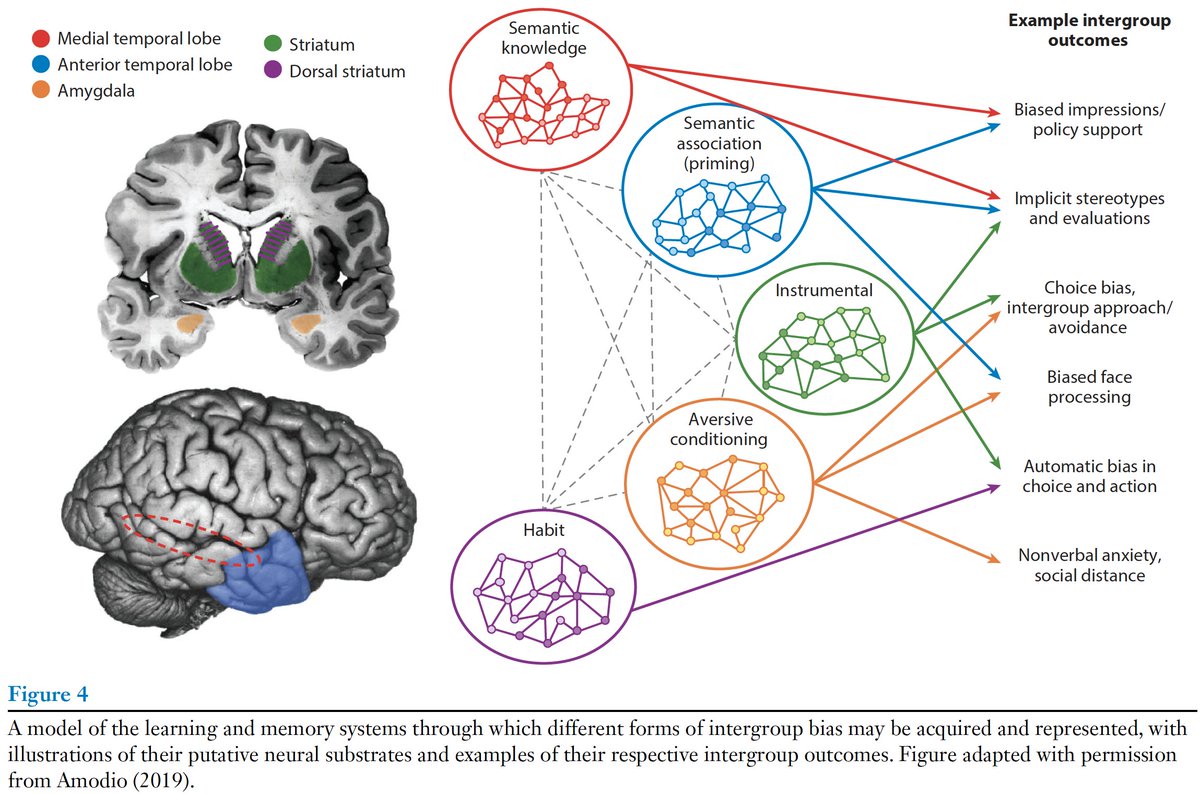 Social neuroscience has advanced theory on how prejudices are formed, via different learning systems (e.g., semantic knowledge & association, instrumental learning, and Pavlovian conditioning, habit), with novel implications for how bias is expressed and potentially reduced