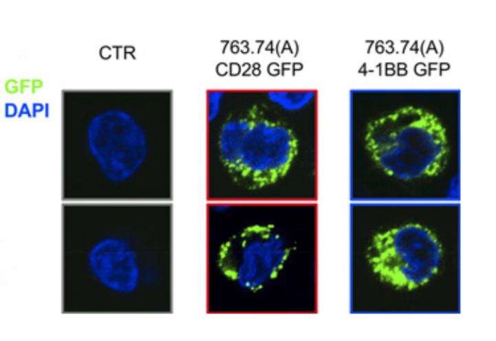 CIR_AACR's tweet photo. #ICYMI - #scFv instability can cause #CAR self-aggregation and tonic signaling. Read here how amino acid substitutions or humanization of the #FWRs abrogate this and enhance #CART functionality. @dokhlab
https://t.co/D9mBFWozo2 https://t.co/wN6VN5qBGU