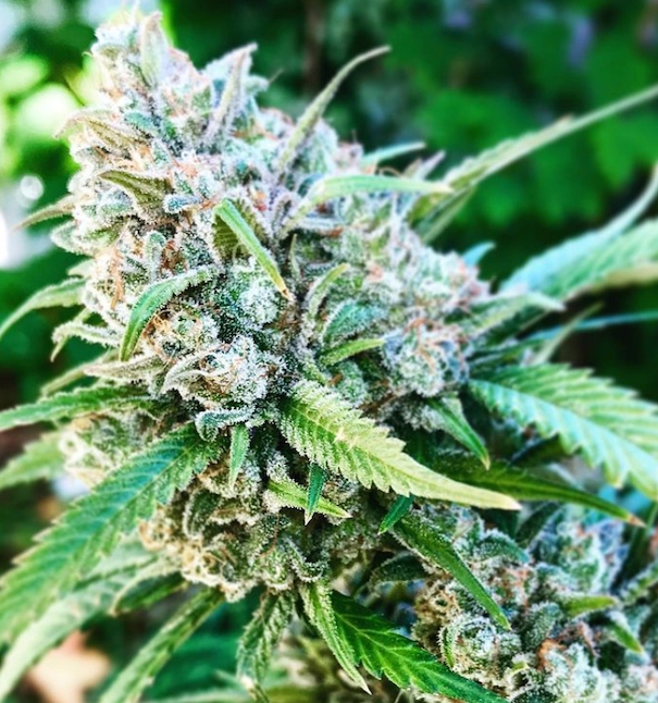 BombSeeds's tweet photo. A perfect strain for commercial use! Big Bomb combines both massive yields with high levels of THC. (📷 - Grow by IG: @207clones)

#bombseeds #bigbomb https://t.co/TqxSVEgKf9