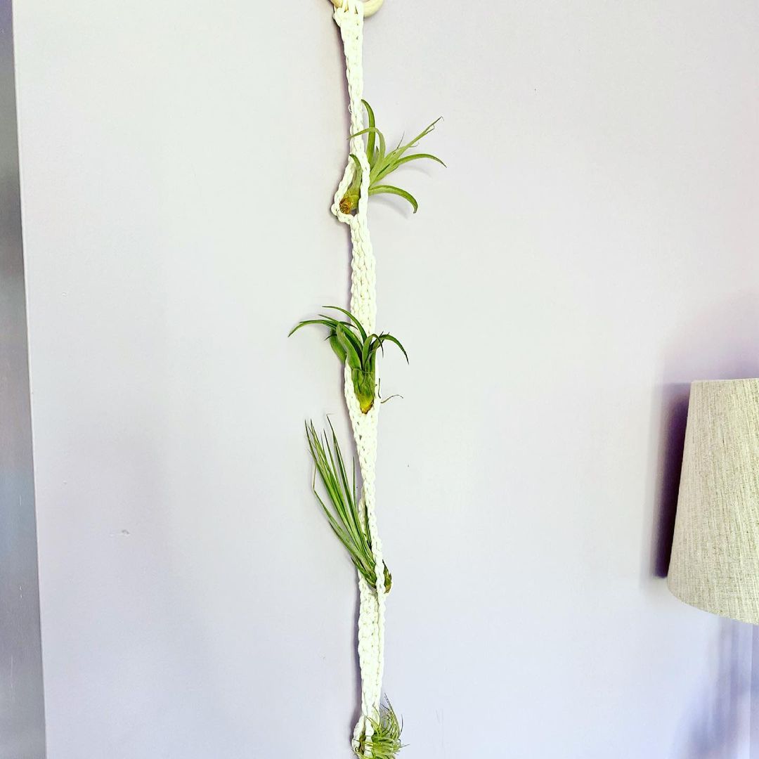Tillandsia Garden Hanger Free Pattern and video tutorial is now available!

✨These are perfect for your air plants

📌How to find it: link in her bio @throughtheloopyarncraft 

ow.ly/pCAt50Esl7Y
