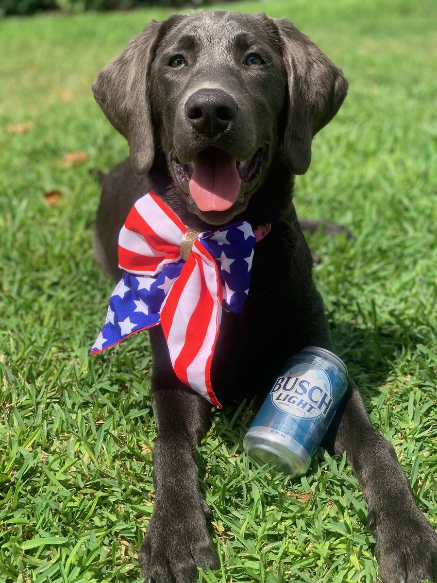 Percymariee's tweet image. I, Bourbon, would love to be the face of Busch Dog Brew as it’s CTO. #BuschCTOcontest #RetweeetPlease