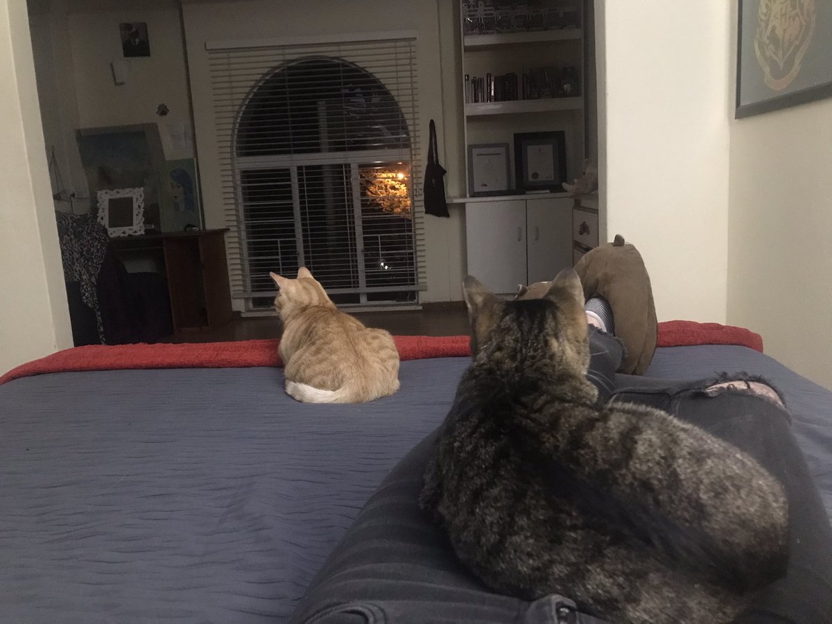 After standing at a post office for 3 hours today, I got to come home to some cuddles🥺❤️